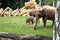 Czech Republic. Prague. Prague Zoo. Little baby elephant. June 12, 2016