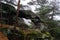 Czech sandstone rocks with trees