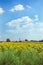 Czech Village, Field of Sunflowers