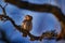 Czech wildlife. Pygmy Owl, sitting on tree spruce branch with clear dark forest background. Eurasian tinny bird in the habitat.