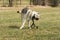 A Czech Wolfhound plays outside in the meadow