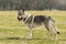 A Czech Wolfhound plays outside in the meadow