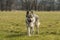 A Czech Wolfhound plays outside in the meadow