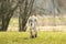 A Czech Wolfhound plays outside in the meadow