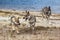 Czechoslovak Wolfdog on the beach of a lake. Our little pack.