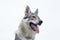 Czechoslovak wolfdog isolated on white background. Pet animals