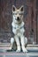 Czechoslovak wolfdog puppy