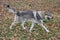 Czechoslovak wolfdog is running on a grass in the autumn park. Pet animals