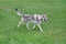 Czechoslovak wolfdog is running on a green grass in the park. Pet animals.