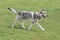 Czechoslovak wolfdog is running on a green grass in the summer park. Pet animals.