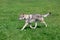 Czechoslovak wolfdog is running on a green meadow. Pet animals.