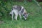 Czechoslovak wolfdog is sniffing out traces on a green grass. Pet animals.