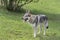 Czechoslovak wolfdog is standing on a green grass in the summer park. Pet animals.