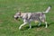 Czechoslovak wolfdog is walking on a green meadow. Pet animals