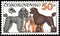 CZECHOSLOVAKIA - CIRCA 1990: stamp, printed in Czechoslovakia, shows a Poodles of different Breeds, series World Dogs Exhibition