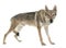 Czechoslovakian wolf dog