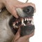 Czechoslovakian wolf dog teeths