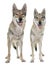 Czechoslovakian wolf dogs