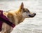 Czechoslovakian wolf playing in the water having fun on the Italian beaches with a beautiful sea.