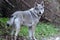 Czechoslovakian Wolfdog