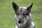 Czechoslovakian wolfdog