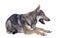 Czechoslovakian Wolfdog