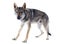 Czechoslovakian Wolfdog