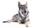 Czechoslovakian Wolfdog