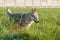 Czechoslovakian Wolfdog