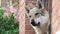 Czechoslovakian Wolfdog close up
