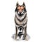 Czechoslovakian Wolfdog, Czechoslovakian Vlcak dog digital art illustration isolated on white background. Slovak Republic origin