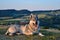 A czechoslovakian wolfdog lying in the grass