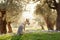 Czechoslovakian wolfdog in the olive grove. A beautiful dog that looks like a wolf in nature.