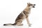 Czechoslovakian wolfdog sitting barking