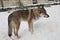 Czechoslovakian wolfdog walking in a park and enjoying the snow