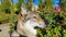 Czechoslovakian wolfhound in a park