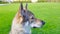 Czechoslovakian wolfhound in a park