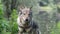 Czhechoslovakian wolf dog in collar