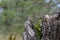 D`Arnaud`s Barbet in Serengeti national Park in Tanzania Africa