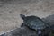 D\\\'Orbigny\\\'s slider, black-bellied slider (Trachemys dorbigni), tartaruga-tigre, Rio de Janeiro