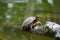 D`Orbigny`s slider or the black-bellied slider turtle, Trachemys dorbigni at Tiergarten Schonbrunn