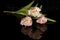 D pink tulips, a gift on Valentine\'s Day