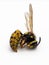 D5 P1010001 dead aerial yellowjacket wasp Dolichovespula arenaria copyright ernie cooper 2019