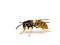 D54 P1010089 German yellowjacket Vespula germanica copyright ernie cooper 2019