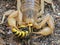 D7 P1010009 paravaejovis spinigerus eating an aerial yellowjacket wasp Dolichovespula arenaria copyright ernie cooper 2019
