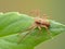 D84 P1010039 male Philodromus crab spider copyright ernie cooper 2019