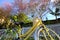 Da Lat, Viet Nam in springtime, yellow bike cherry blossom tree