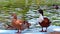 The dabbling ducks in zoo