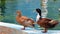 The dabbling ducks in zoo