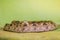 Daboia siamensis (Eastern Russell\\\'s viper, Siamese Russell\\\'s viper) is a venomous viper species that is endemic to parts of